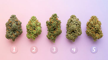 Fleur CBD pas cher : top 5 des meilleures varietes a petit prix en 2026