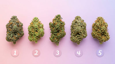Fleur CBD pas cher : top 5 des meilleures varietes a petit prix en 2026