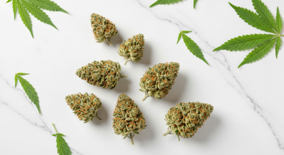 Funky Bloom : Le Guide Complet de la Marque CBD Premium Française