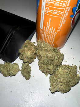 Sophie Bernard review