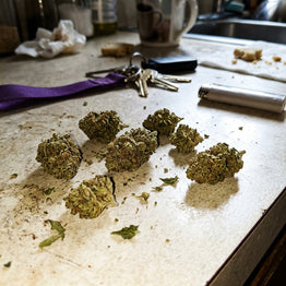 Marine Lemoine review