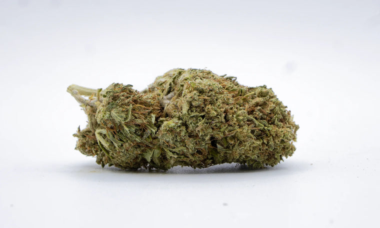 GELATO CBD