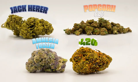 Pack Découverte CBD