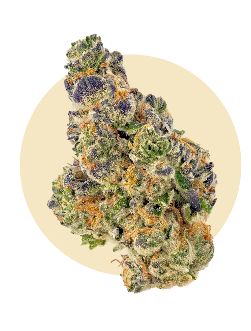 AFGHAN HASCH CBD